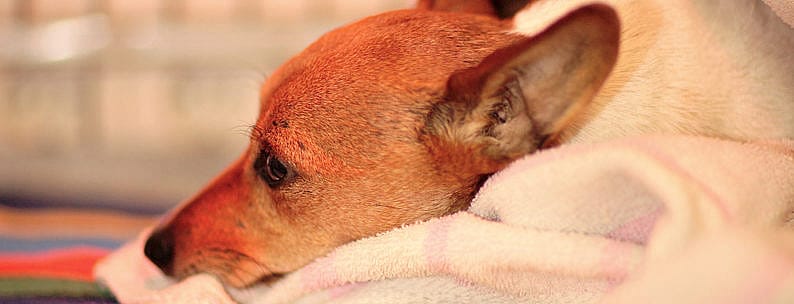 Hondenziekte Brucella Canis in Nederland