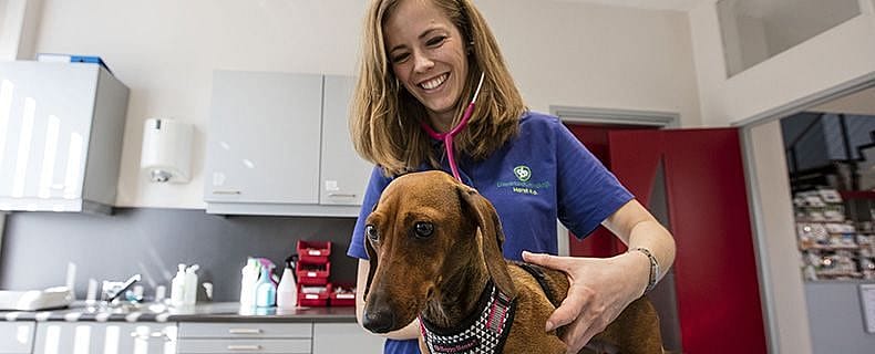 Rabiës, hondsdolheid, hond