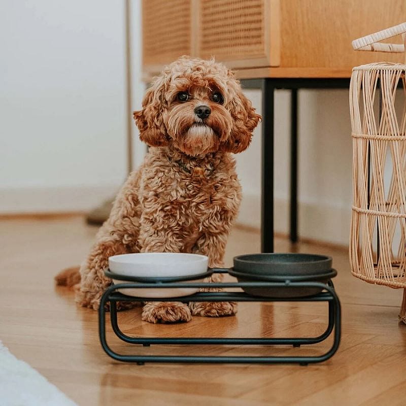 District 70 BUTLER Voerbakstandaard Hond Zwart S