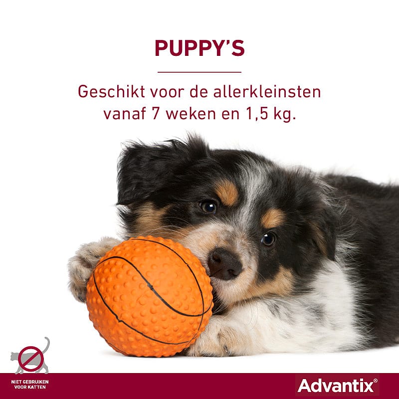 Advantix Spot-on Hond 6 pipetten - 10 - 25 kg - 250/1250