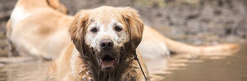 Leptospirose hond