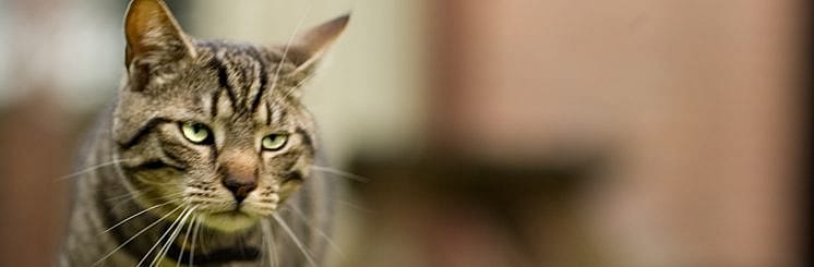 Sproeien en katten