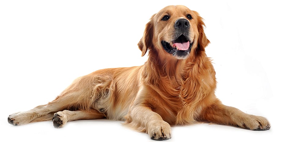 Is mijn hond te zwaar?