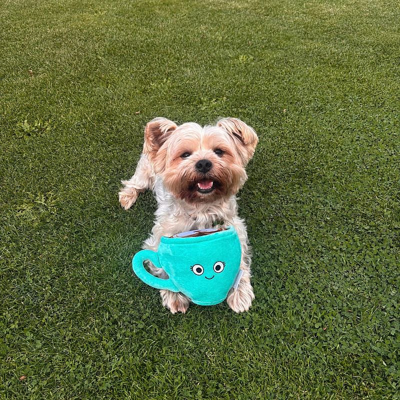 hond, poedel, tuig, turquoise, masker
