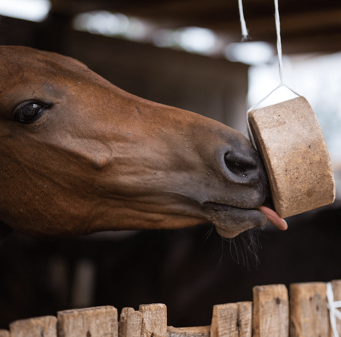 Vitaminen en mineralen voor uw paard