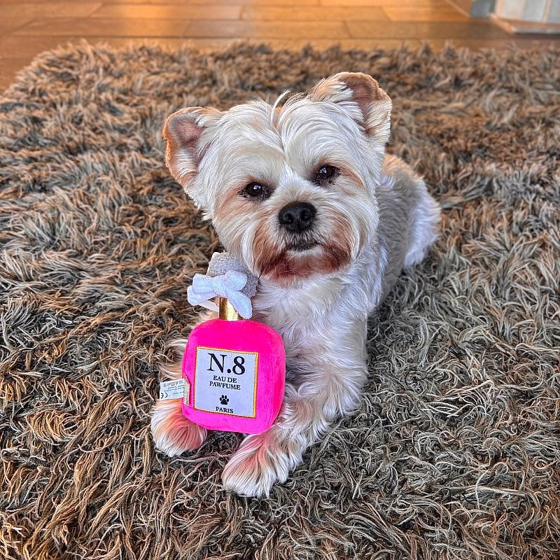 Beeztees Liefdes Parfum Pluche Hond
