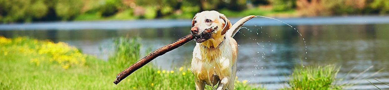 Blauwalg bij honden: waarom dit water gevaarlijk kan zijn
