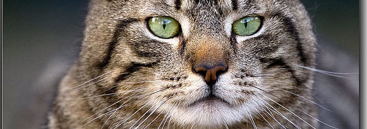 Wat als een kat niet spint?