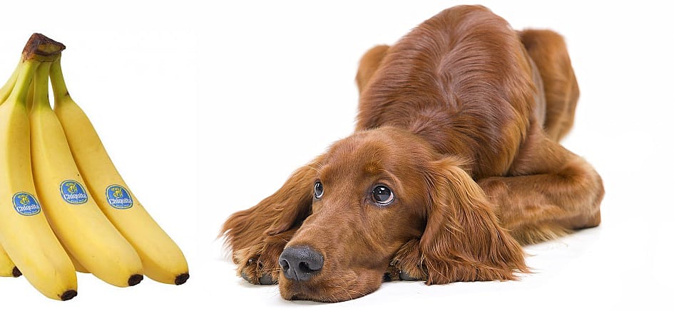 Mag een hond banaan eten?