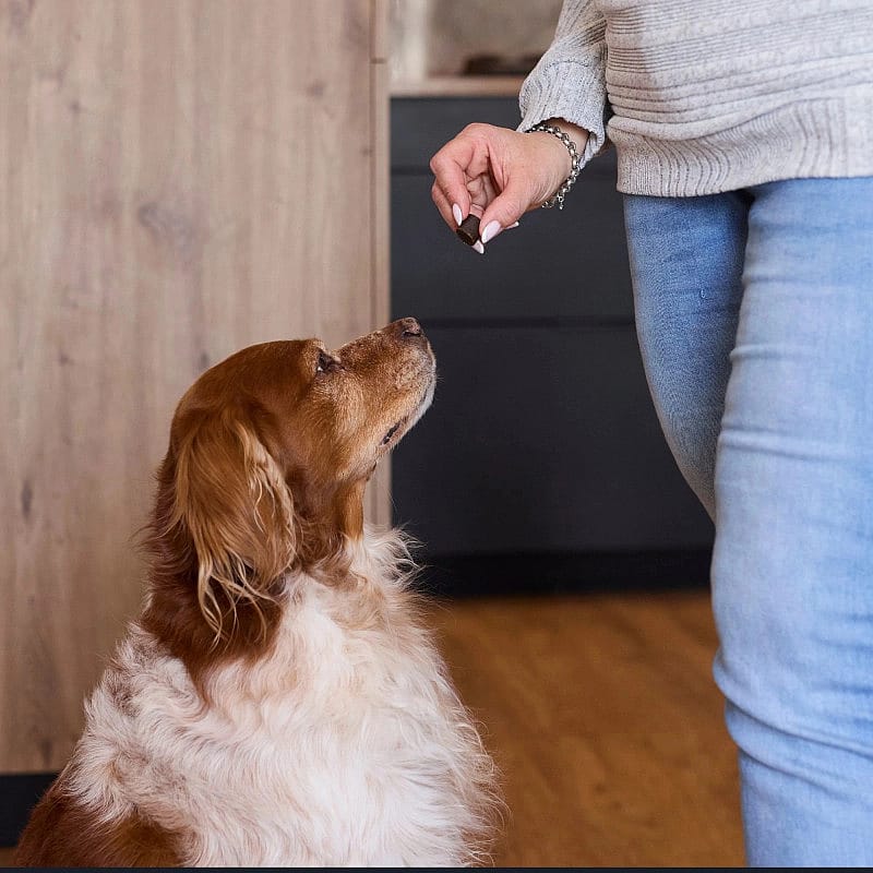 hond, hondenvoer, snack, training, kleding/etens
