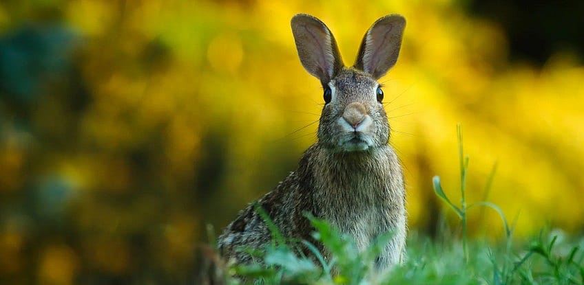 Nieuw pokkenvirus treft hazen, konijnen en duiven in Nederland