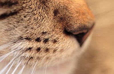 Niesziekte kat