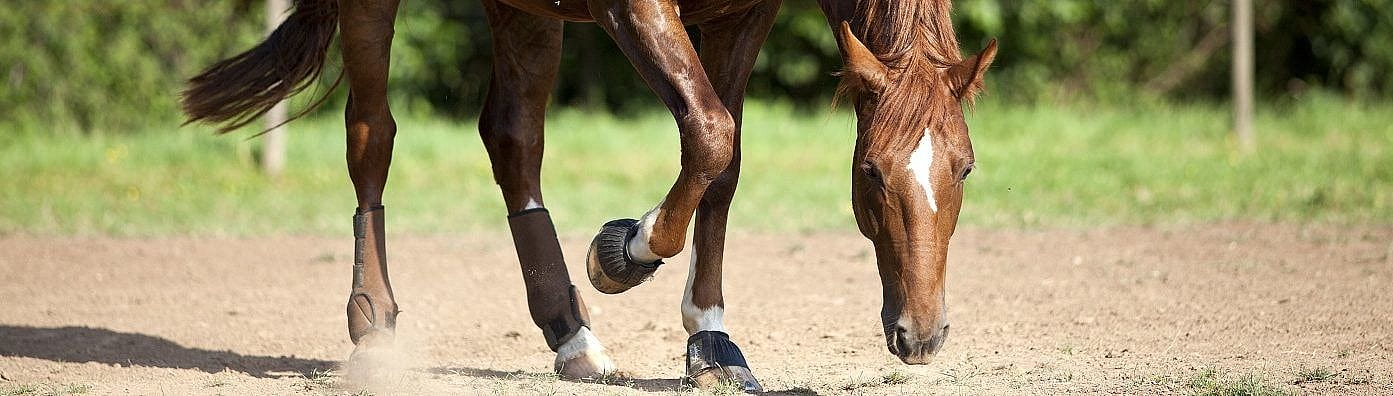 Zandkoliek blijft een gevaar voor paarden