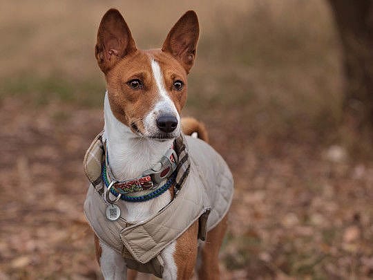 Spotted! Pro Tag Dog - Medium