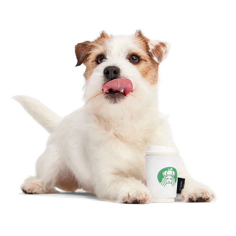hond, puppy, kopje, koffie, kapsel