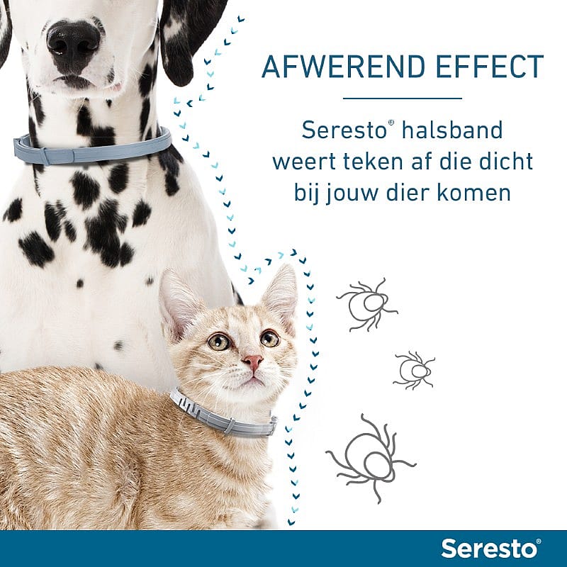 hondentuig, dog, collar, koppel, kattenhalsband