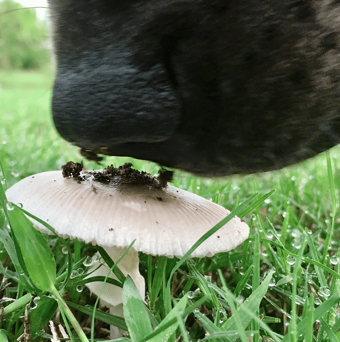 Paddenstoelen-hond-kat-paard