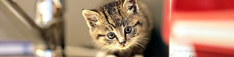Dracht en geboorte bij de kat