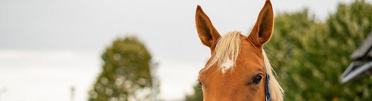Audevard middelen voor het paard