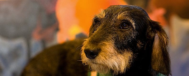 Veel drinken en plassen hond