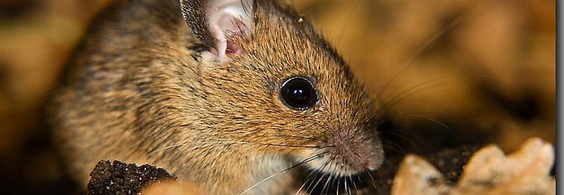 Ratten- en muizengif en de hond