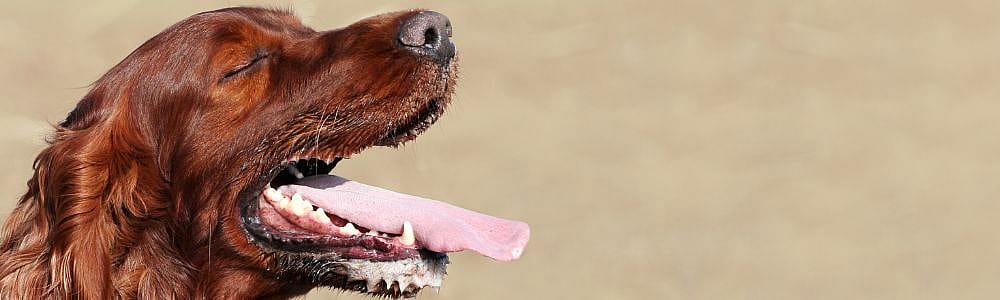 Oververhitting bij de hond: herkennen, voorkomen en veilig koelen