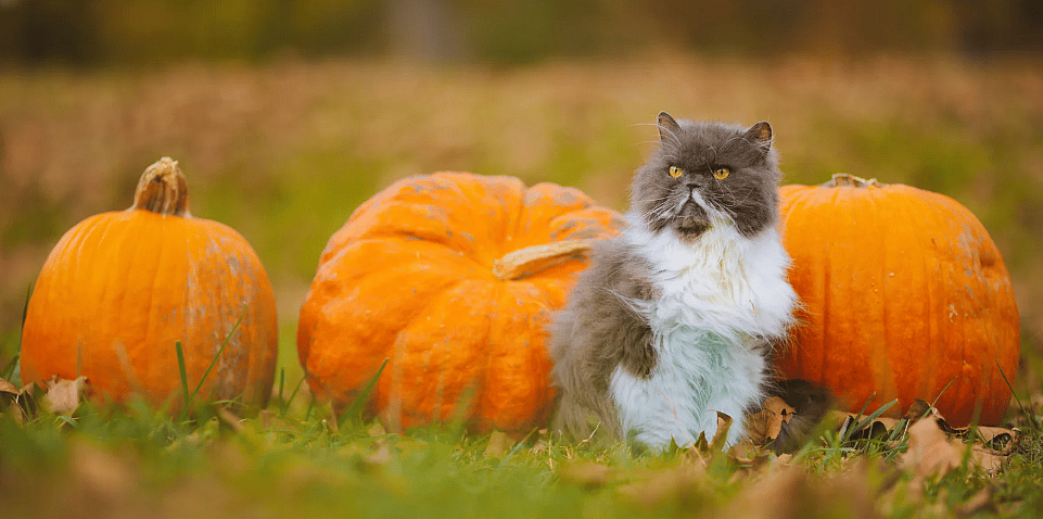 Herfsttips voor uw kat