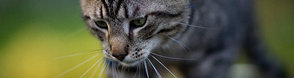 Vlooienmiddel vergiftiging kat (permethrin)