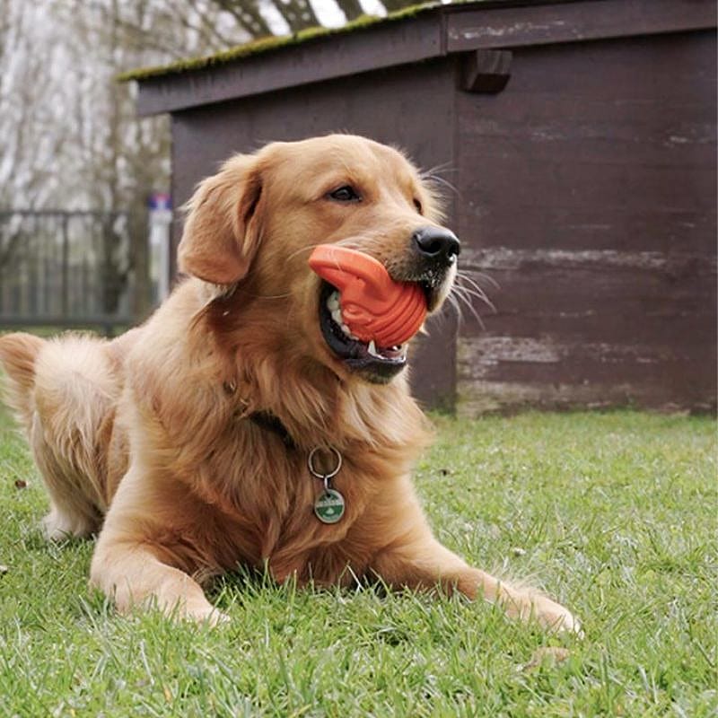 dog, golden retriever, ball toy, outdoor, collar tag