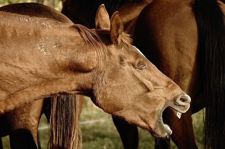 Groepsgewijze keelverlamming bij paarden