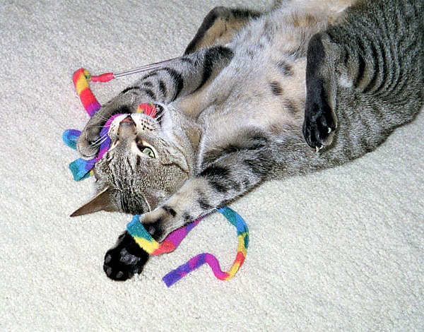 Cat Dancer Cat Charmeur