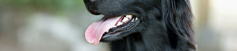 Schoonlikken wond door tong hond?