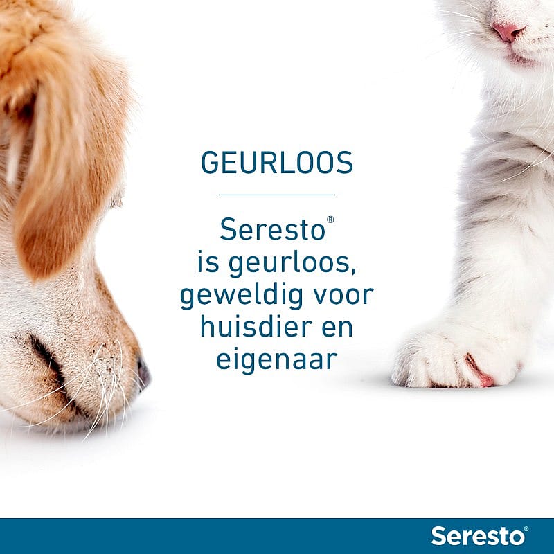 kattenvacht, kattenpoot, dierverzorging, huisdier, seresto capsule