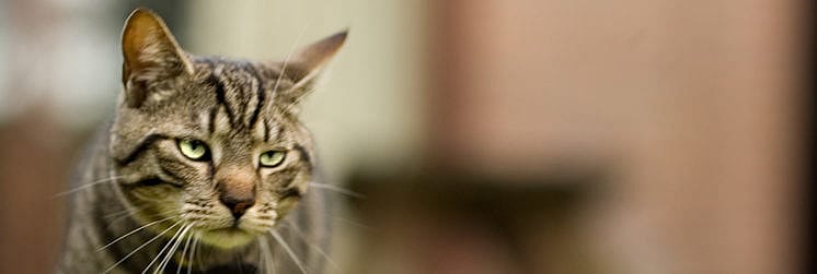 Feline hyperesthesie syndroom