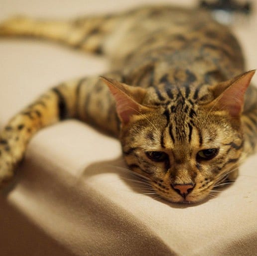 Pijn bij katten herkennen: subtiele signalen en praktische thuistips