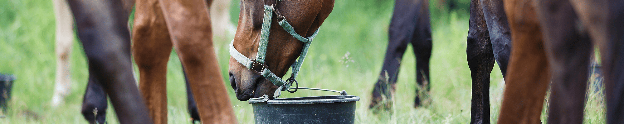 Veld, Grasland, Natuur, Persoon, Begrazing