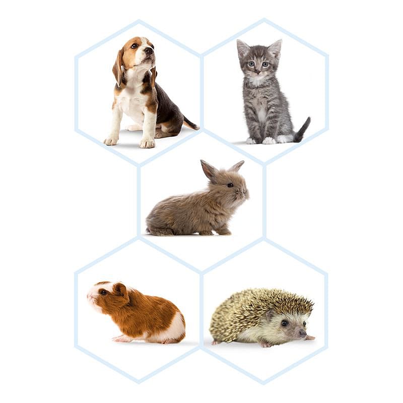 Beaphar Lactol Voedingsset (zuigflesje + speentjes) Hond Kat