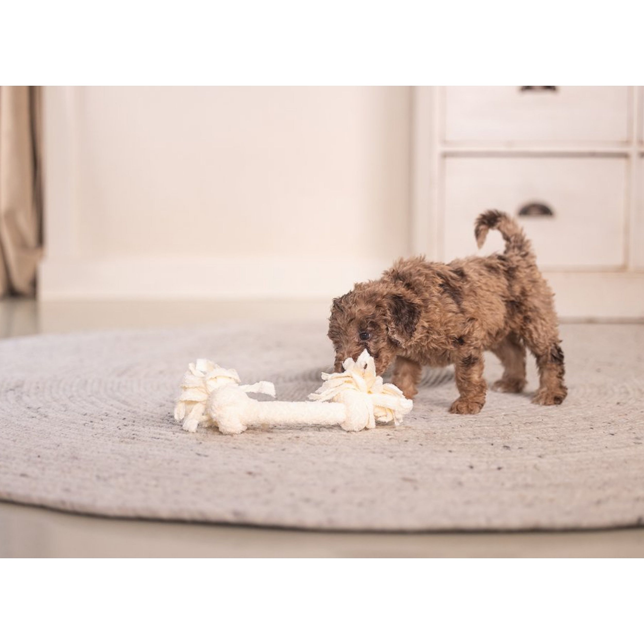hond, kleine hond, speelgoed, bot, thuis