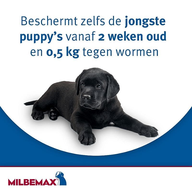 puppy, hond, zwarte kleur, plasje?, milbemax?, puppy, zwarte Labrador, hond, puppy afbeelding, milbemax promo