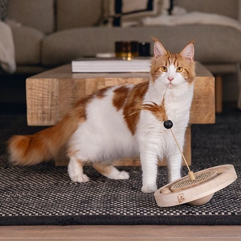 kat, speelgoed, kattenspeeltuig, interactief玩?, tafel?