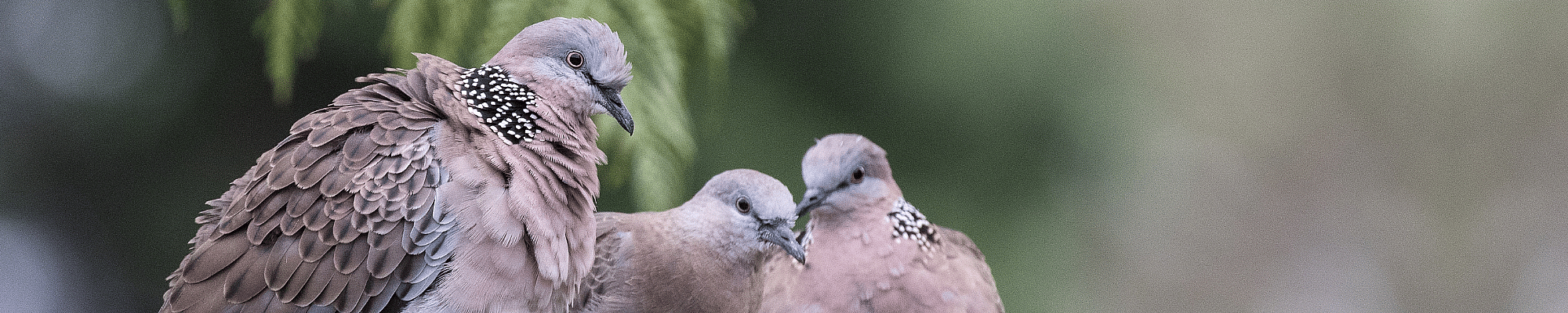 Dier, Vogel, Duif
