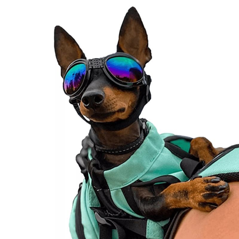 dog, miniature, sunglasses, vest, harness