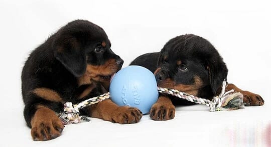 Jolly Ball Romp-n-Roll 10 cm - Baby Blue (Bosbessengeur)