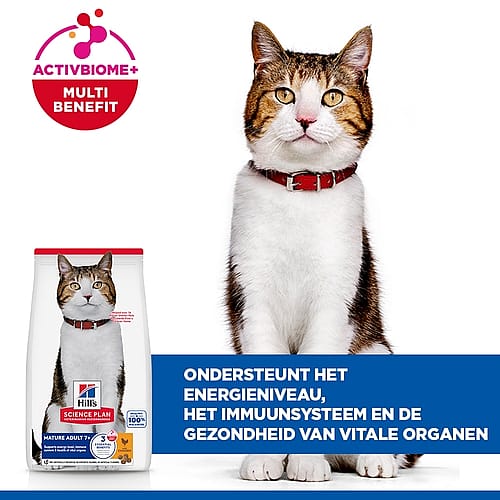 kat, kittensvoer?, kattenvoer, rood, halsband