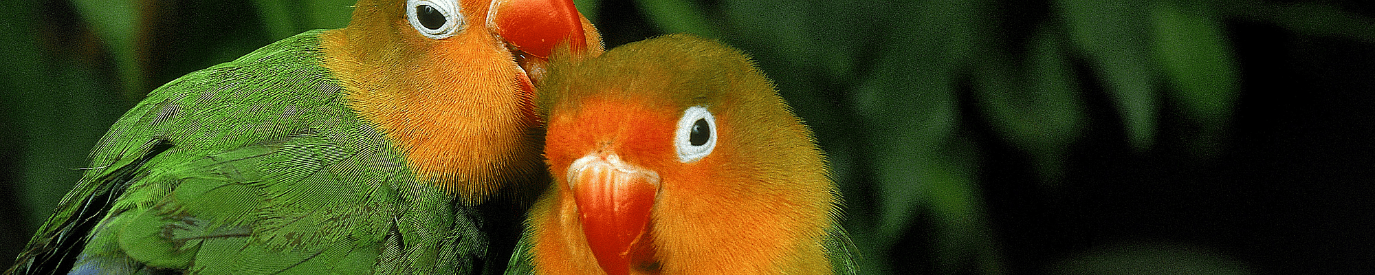 Dier, Vogel, Papegaai, Parkiet, Snavel