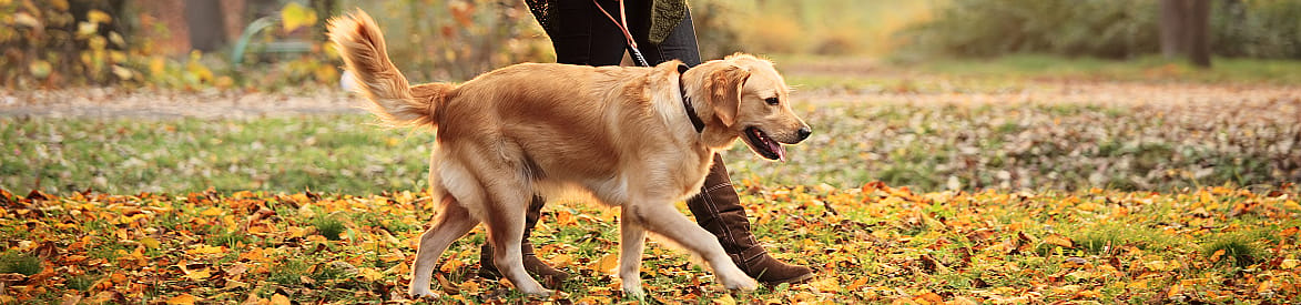 Hoe vaak hond uitlaten?