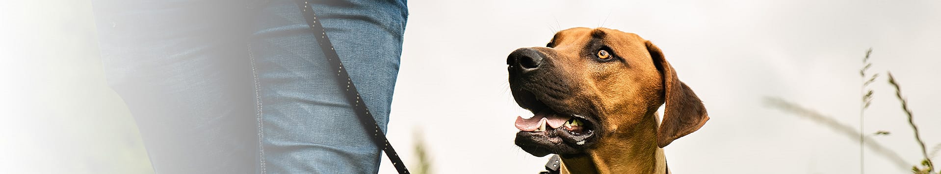 Dierenarts-specialist gedragsgeneeskunde over Vuurwerkangst bij hond en kat