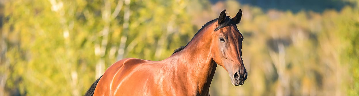 Gebitsverzorging paard