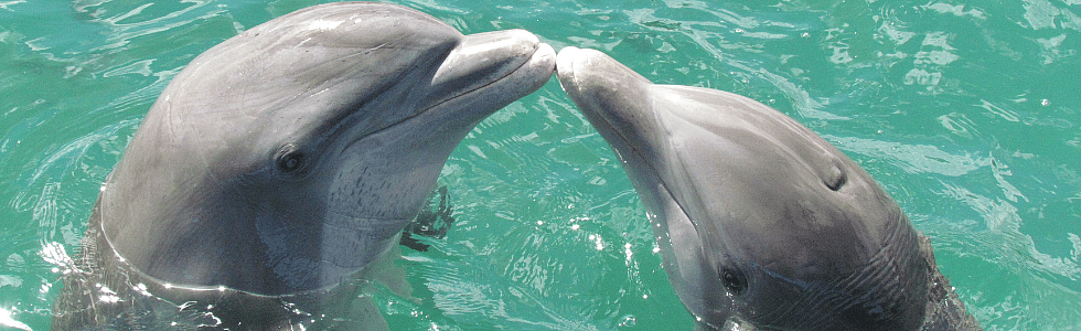 Dubbelslag in de dierenwereld: wanneer 2x beter is dan 1x