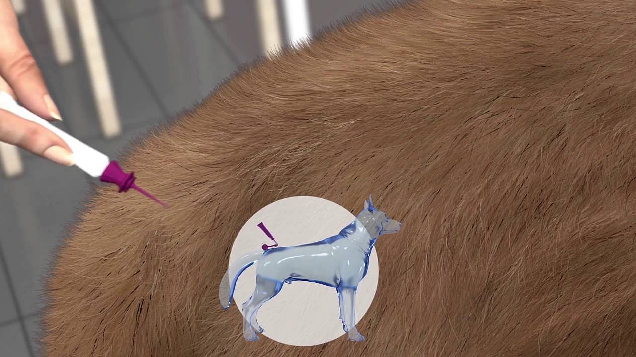 Vectra 3D Hond